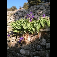 Iris (01)